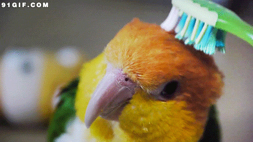 鹦鹉唱歌搞笑视频图片
