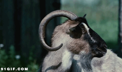 模拟山羊视频图片:山羊,头像,