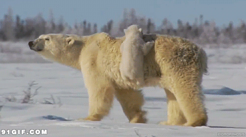 北极熊母子图片:北极熊,逗比,