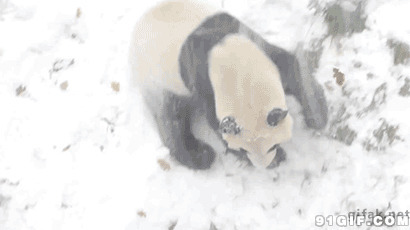超级熊猫大冒险图片