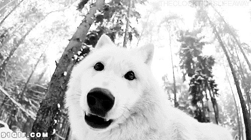 可爱的小白狗作文图片:小白狗,表情,
