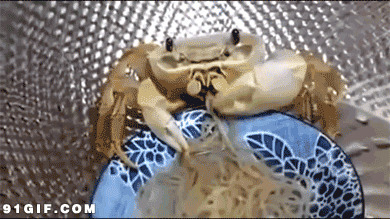 螃蟹吃东西图片