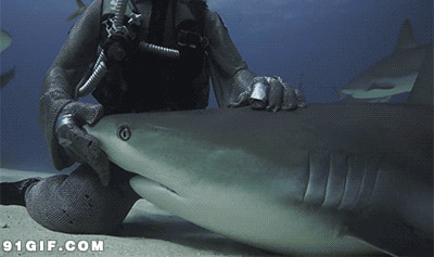鲨鱼暗礁动态壁纸图片