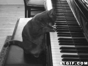 弹琴猫图片:猫