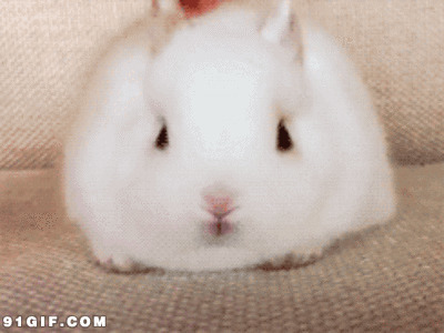 小白兔动态表情图片