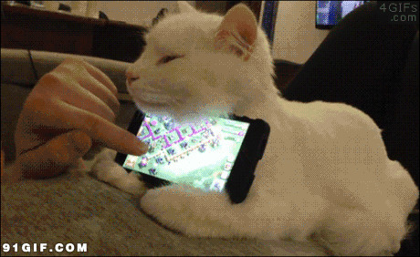 白猫project图片:小白猫,玩手机,