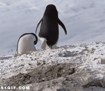 企鹅搞笑视频图片:企鹅,逗比,