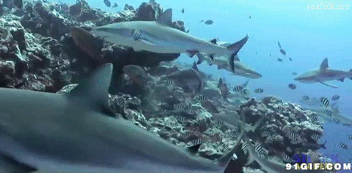 海底鲨鱼动态壁纸图片:海底,鲨鱼