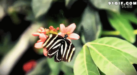 蝴蝶会采蜜吗图片