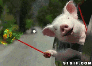 可爱小猪动态图片