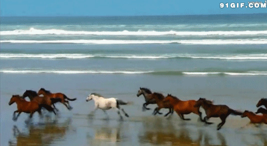 马儿奔跑视频图片