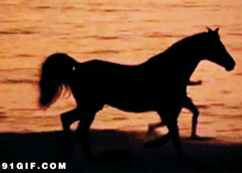 牵到河边的马图片:马儿,跑步,河边