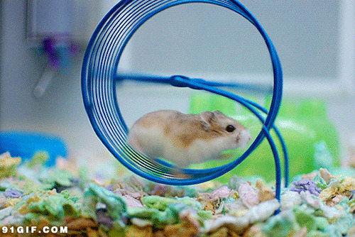 小仓鼠的豪华笼子图片:仓鼠,笼子,