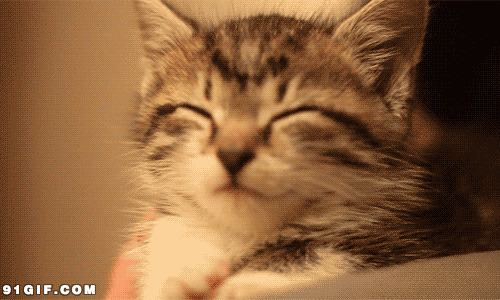瞌睡的小猫搞笑动态图片:小猫,