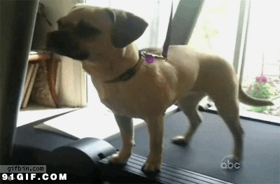 狗狗跑步机上运动图片