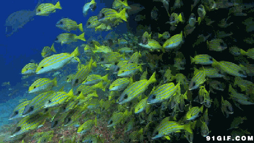 海底鱼动态屏保图片:海底,鱼世界