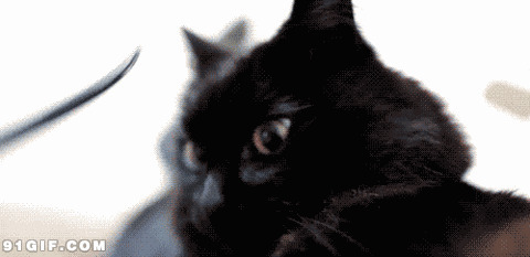 逗比小黑猫表情搞笑动态图片