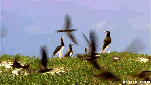 梦见成群的鸟图片:成群,鸟儿
