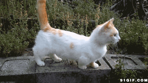 猫猫翘尾巴图片
