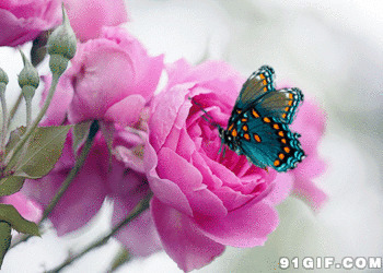 蝴蝶鲜花图片
