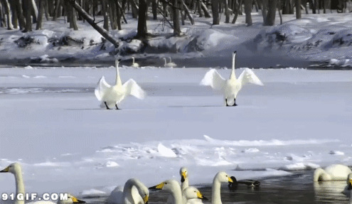 雪地里白天鹅搞笑动态图片:天鹅,
