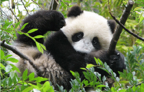 美国大熊猫搞笑视频图片