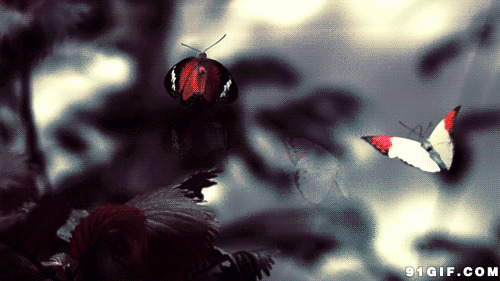 彩色的蝴蝶图片:彩色,蝴蝶