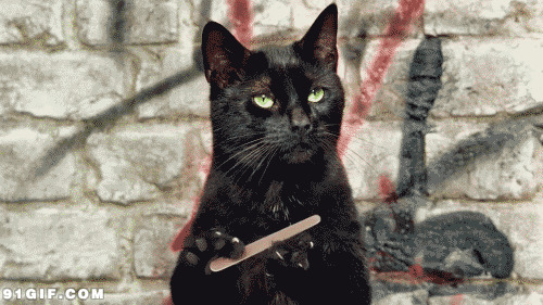 黑猫磨指甲图片