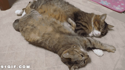 两只可爱小猫搞笑动态图片
