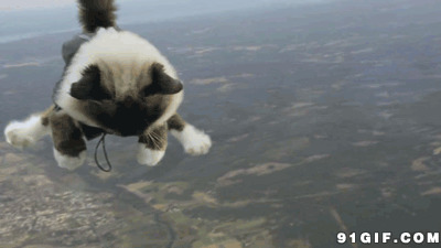 趣图网搞笑动态图片:猫猫,恶搞