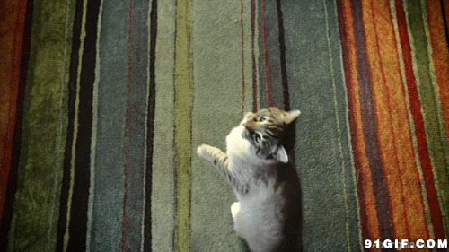 csol2躲猫猫搞笑视频图片:猫猫,搞笑