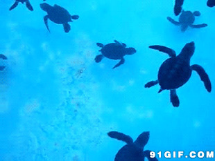 海洋馆海龟图片