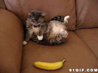 猫猫见到香蕉吓一跳图片:猫猫,