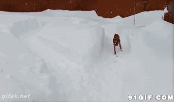 狗狗在雪地里追跑图片