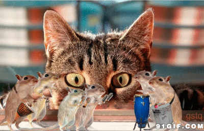 猫猫看老鼠奏乐图片:猫猫,老鼠,奏乐