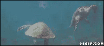 海龟水中游图片