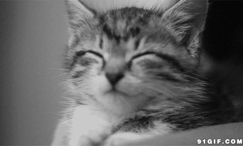 猫猫挤眼睡觉图片