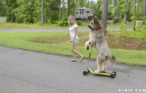 狗狗滑滑板图片
