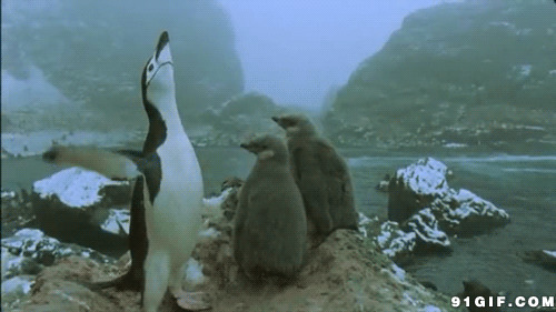 企鹅拍打翅膀图片:企鹅,