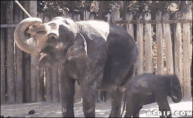 给大象洗澡动态图片