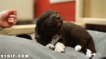 小狗崽打瞌睡搞笑动态图片