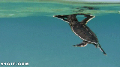 乌龟游泳搞笑动态图片