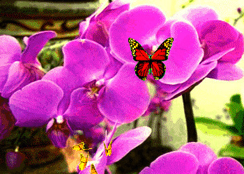 蝴蝶花香图片