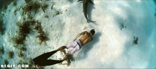 海底世界鲨鱼纪录片图片