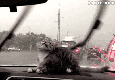 搞笑的gif动态图片:小猫,汽车,