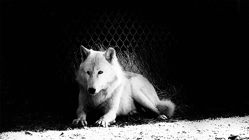 西伯利亚狼图片:狼,