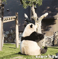 超级大熊猫进阶图片