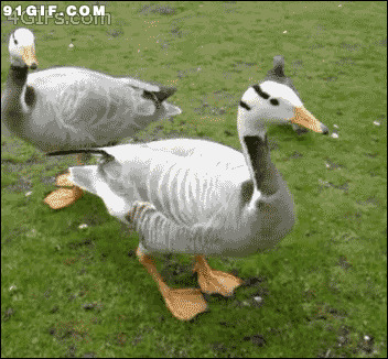 小鸭子吃食视频图片:小鸭子,吃食