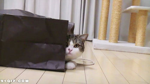 纸袋里的小猫搞笑动态图片