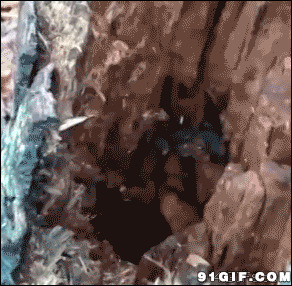 树洞里的可爱小动物搞笑动态图片